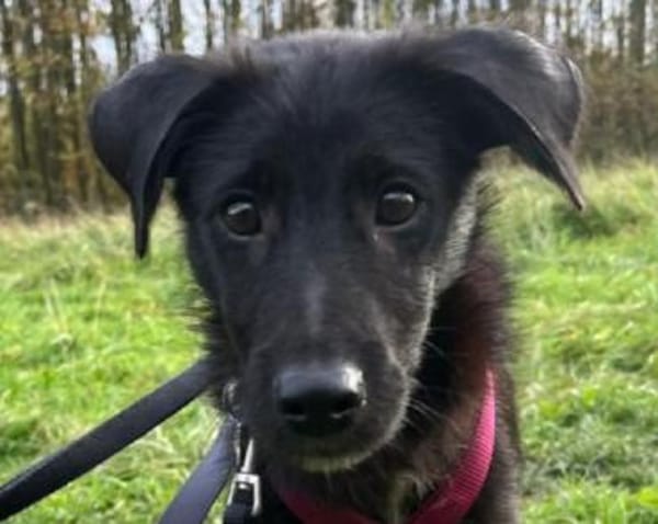 CHICO-wunderschöner Jung-Rüde, 38cm(w)