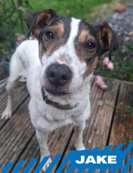 Jake - ein echter Hauptgewinn