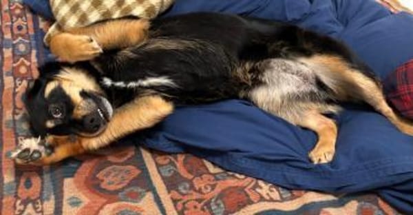 Vroni - Hoffnung auf ein tolles Zuhause