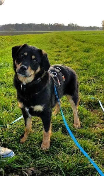 Vroni - Hoffnung auf ein tolles Zuhause