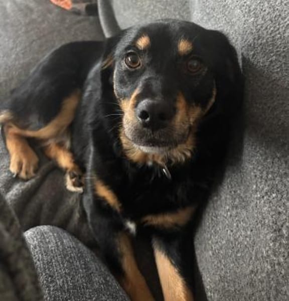 Vroni - Hoffnung auf ein tolles Zuhause