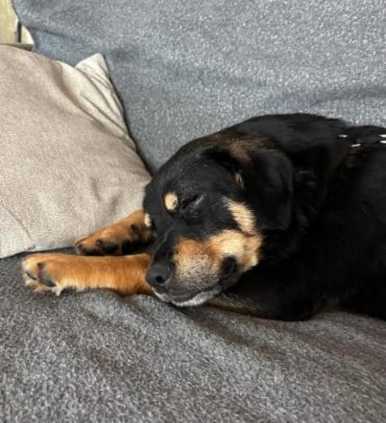 Vroni - Hoffnung auf ein tolles Zuhause