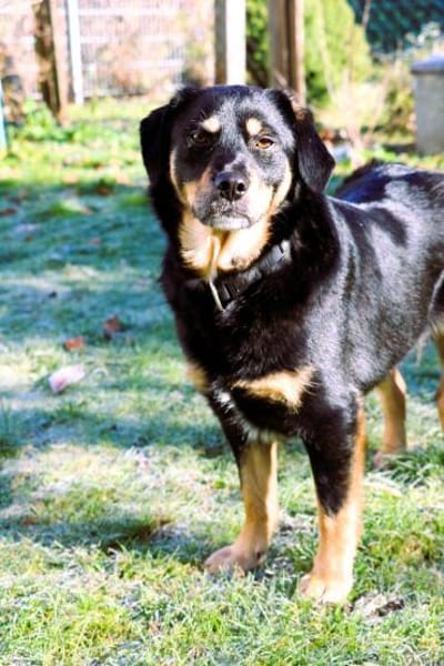 Vroni - Hoffnung auf ein tolles Zuhause