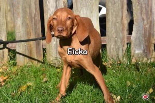 EICKA