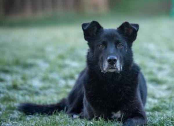 Rex sucht Menschen mit Körbchen