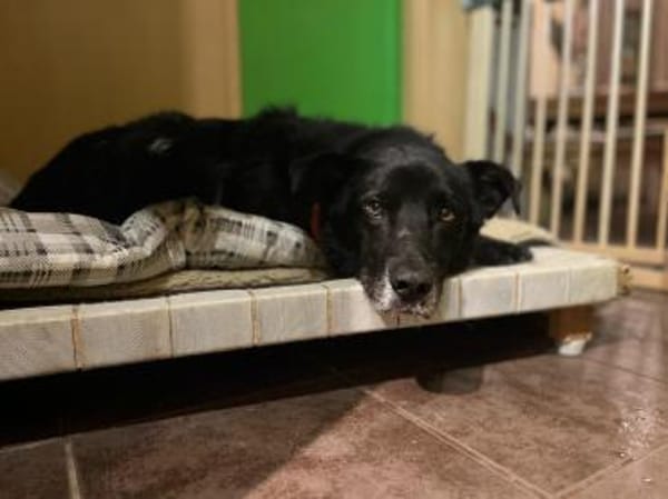 Rex sucht Menschen mit Körbchen