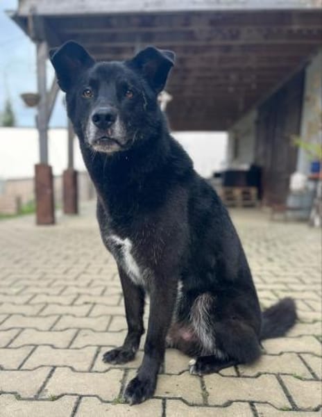 Rex sucht Menschen mit Körbchen