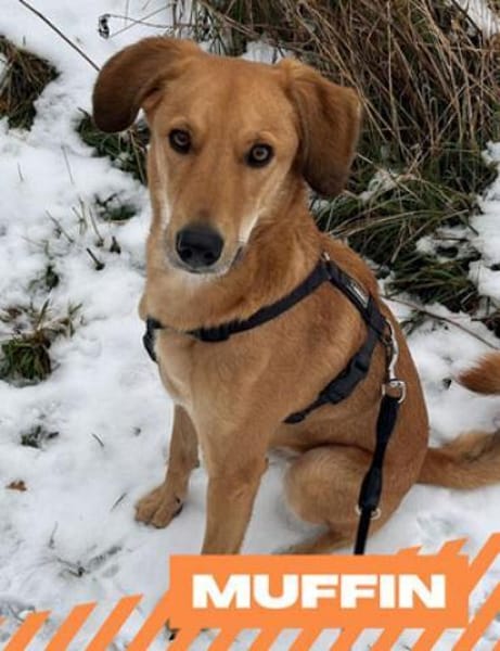 Muffin - treuer Schmusehund