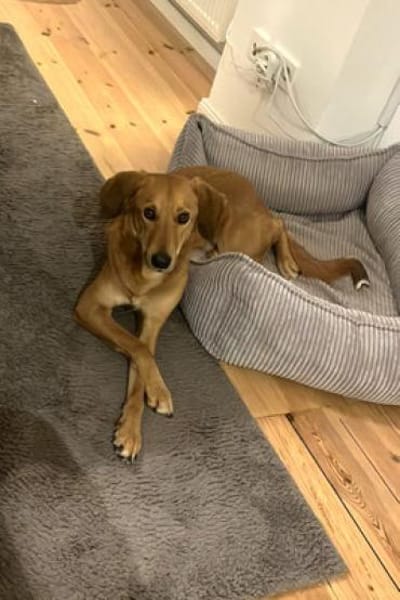 Muffin - treuer Schmusehund