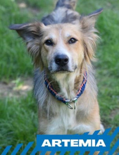 Artemia - großartig, lernwillig