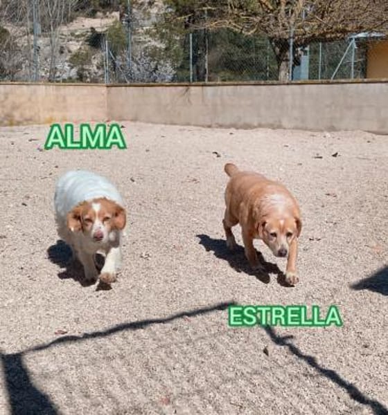 Alma  -  ein Dreamteam mit Estrella