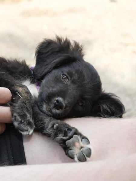 Sascha - freundlich und verspielt