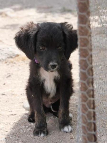 Sascha - freundlich und verspielt