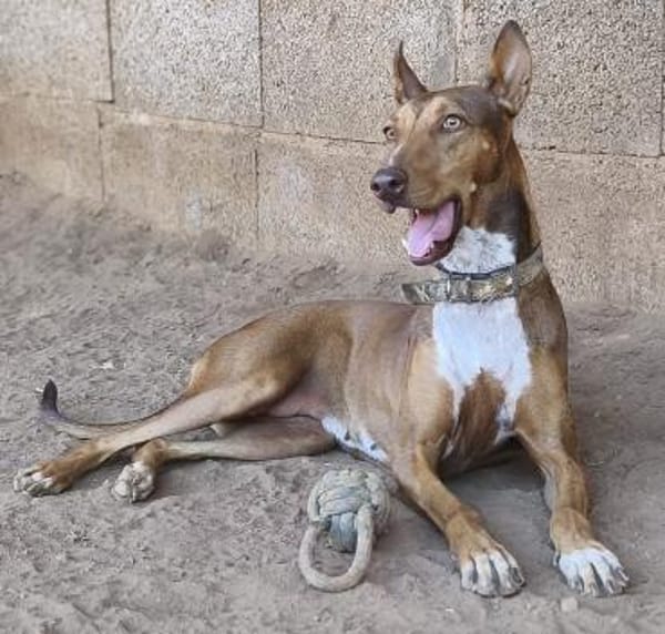 Melodia hat wieder Vertrauen