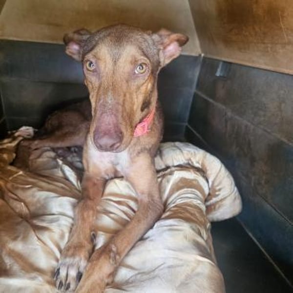 Melodia hat wieder Vertrauen