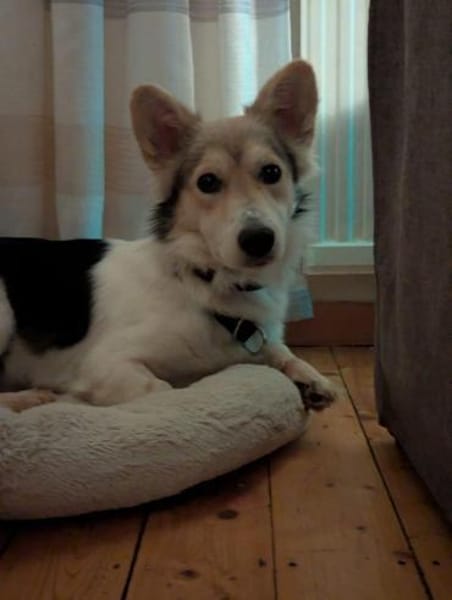 Chico - mit den Fledermausöhrchen