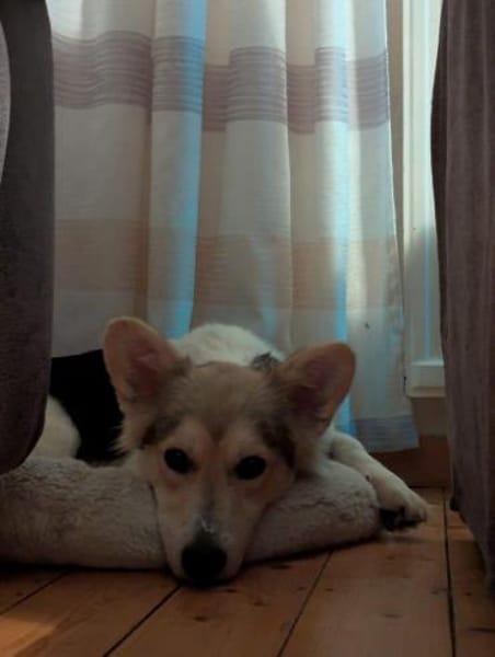 Chico - mit den Fledermausöhrchen