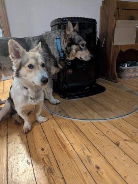 Chico - mit den Fledermausöhrchen