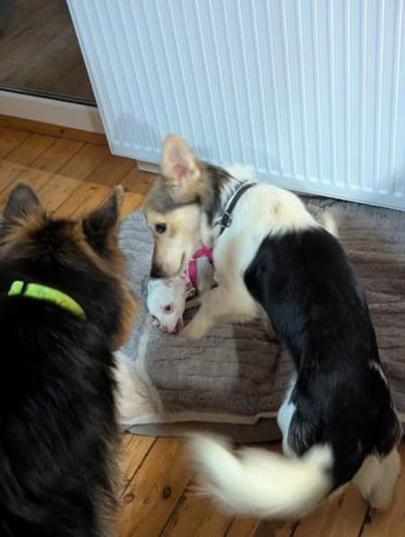 Chico - mit den Fledermausöhrchen