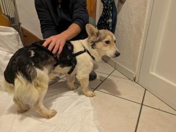 Chico - mit den Fledermausöhrchen