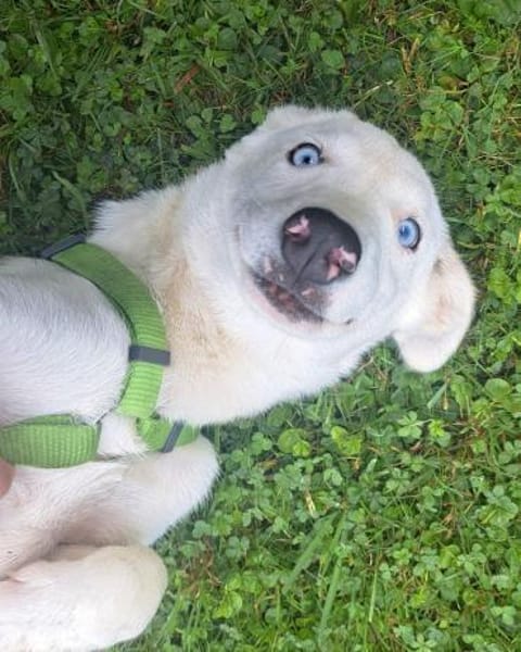 Skye - clevere Junghündin mit Herz