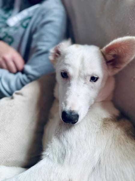 Skye - clevere Junghündin mit Herz