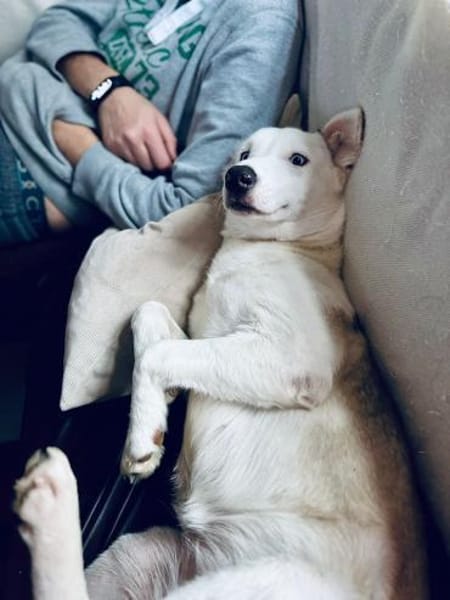 Skye - clevere Junghündin mit Herz