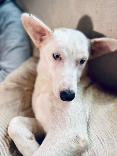 Skye - clevere Junghündin mit Herz