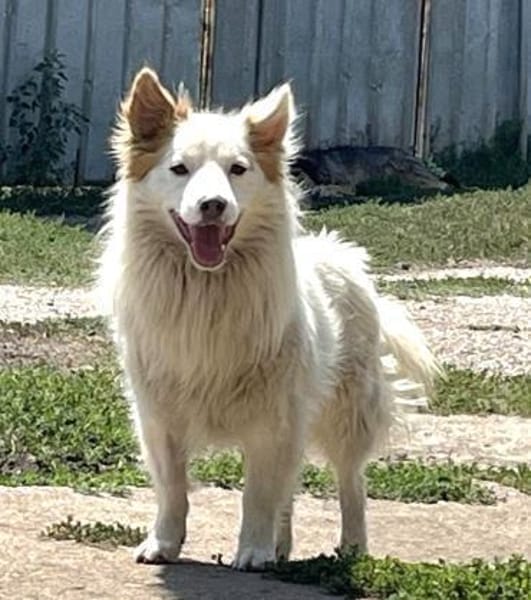 Kleiner Dante sucht Geborgenheit