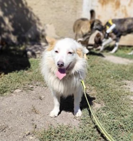 Kleiner Dante sucht Geborgenheit