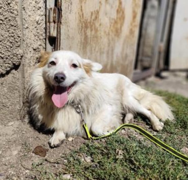 Kleiner Dante sucht Geborgenheit