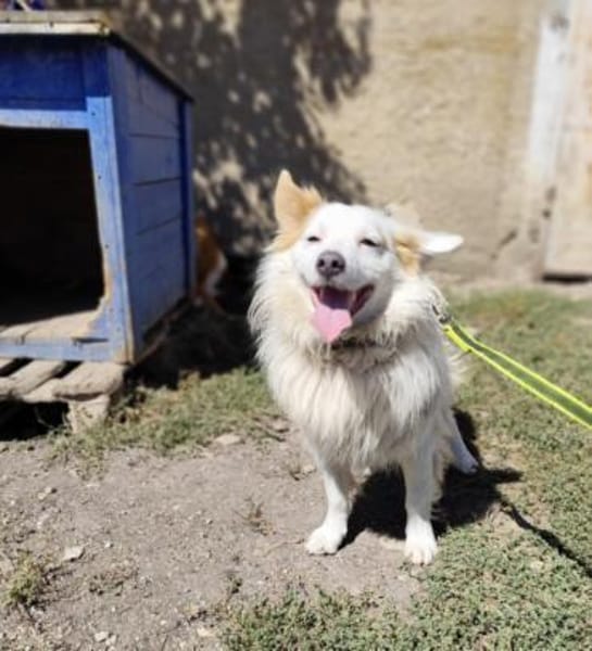 Kleiner Dante sucht Geborgenheit