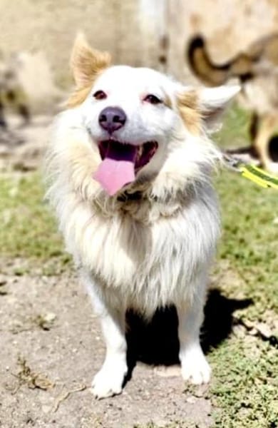 Kleiner Dante sucht Geborgenheit