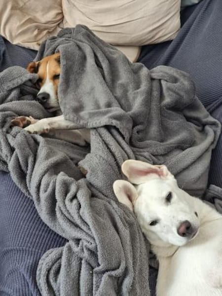 Yang - eine besondere Hündin