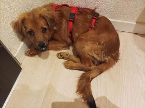 EMMA-zuckersüße Jung-Hündin,31 cm(w)