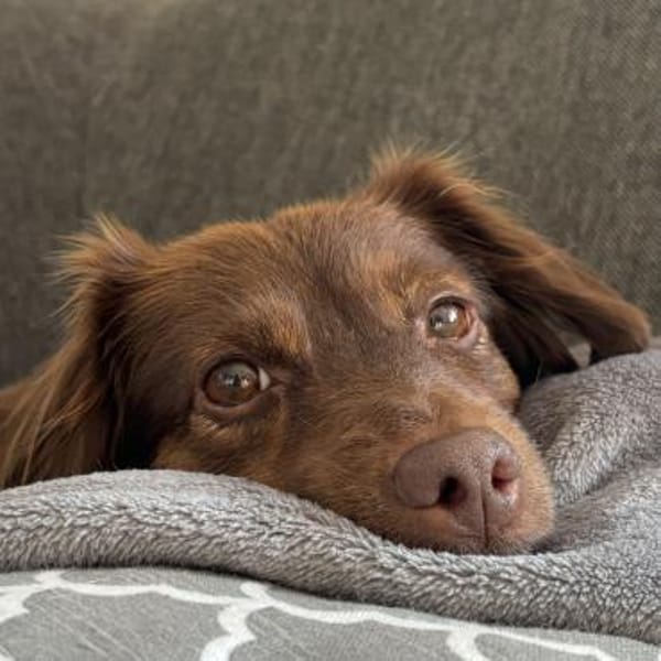 CSILLI SUCHT IHR TRAUMZUHAUSE