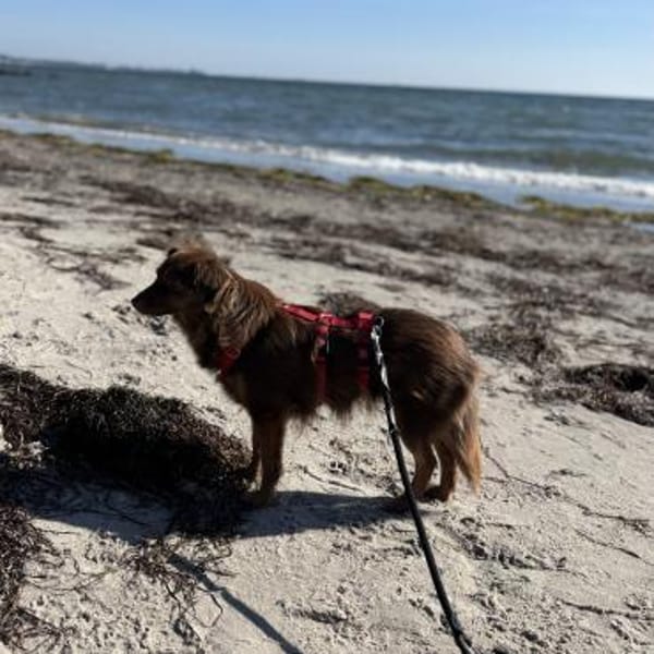 CSILLI SUCHT IHR TRAUMZUHAUSE