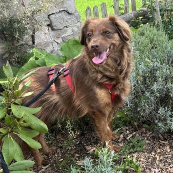 CSILLI SUCHT IHR TRAUMZUHAUSE