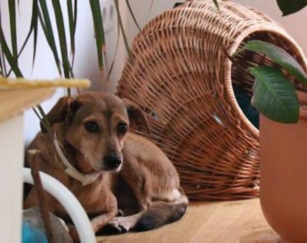 Notfell-Mathilda ❤  in 90427 Nürnberg