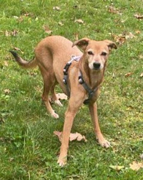 Notfell-Mathilda ❤  in 90427 Nürnberg