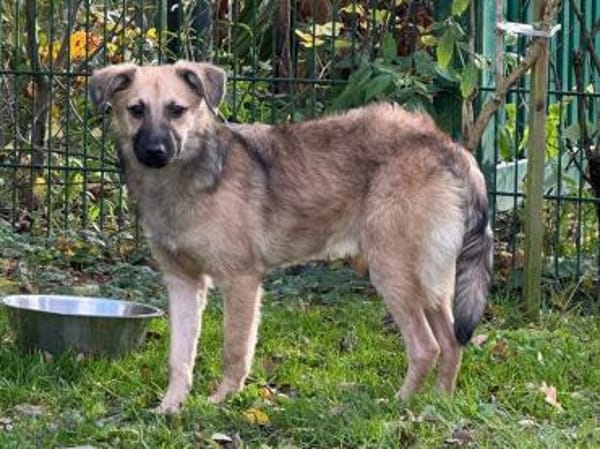 LUKE-süßer,zutraulicher Jung-Rüde,43cm(w