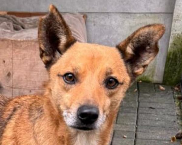 AXEL-menschen bezogener Rüde, 48 cm