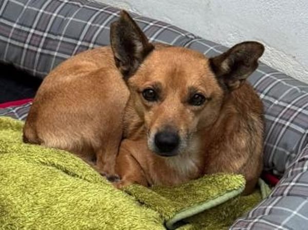 AXEL-menschen bezogener Rüde, 48 cm