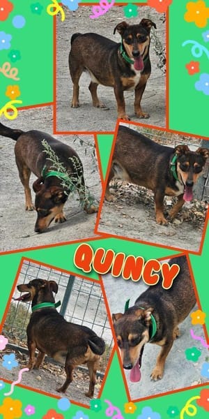 Lustiger Quincy - auf PS!