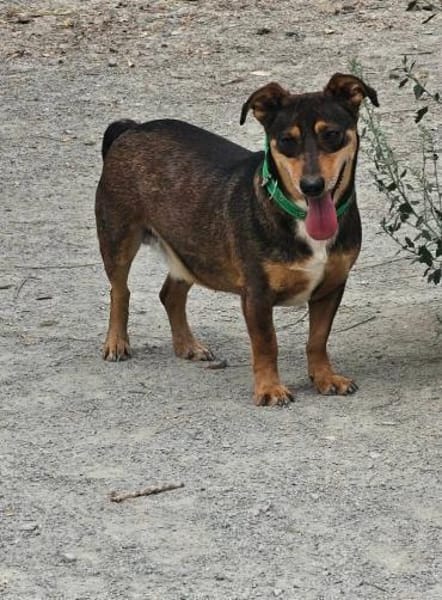 Lustiger Quincy - auf PS!