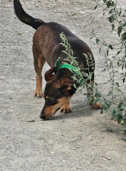 Lustiger Quincy - auf PS!