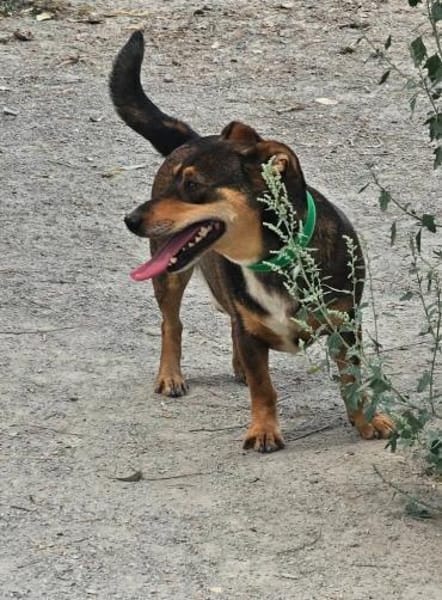 Lustiger Quincy - auf PS!