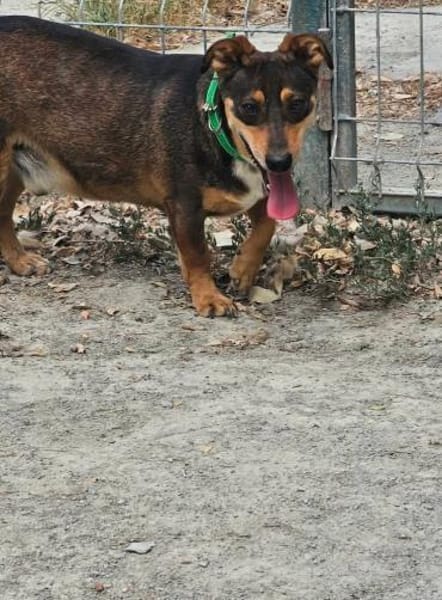 Lustiger Quincy - auf PS!