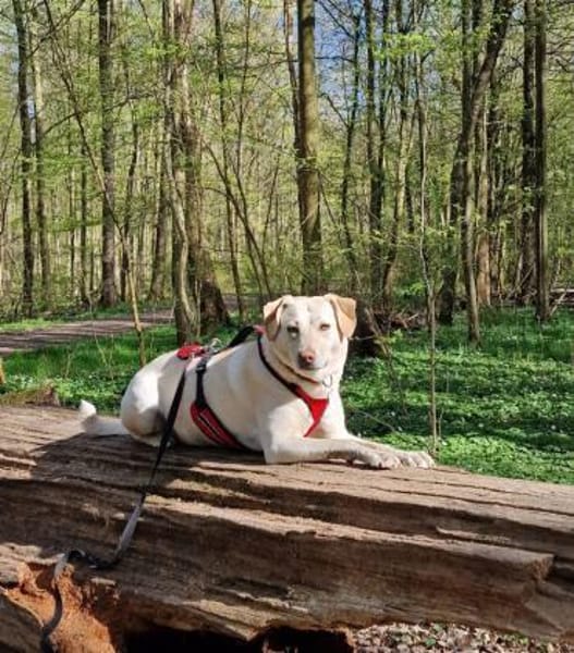 Mia  Sensible Hundeseele sucht Zuhause