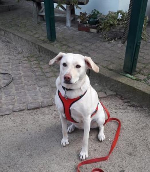 Mia  Sensible Hundeseele sucht Zuhause